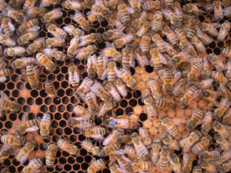 La ruche Sololbe Mouque